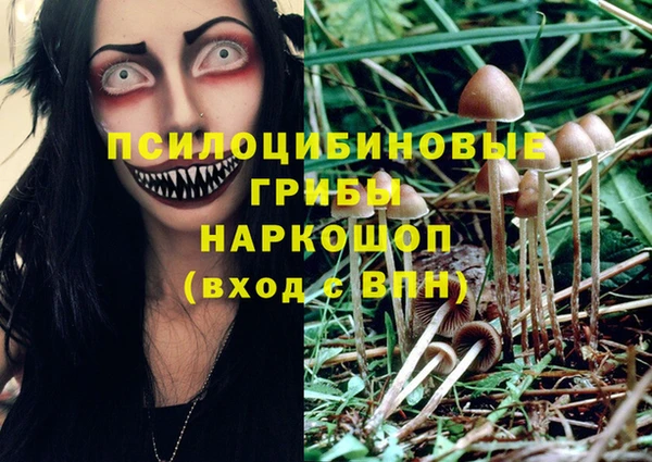 крисы Новозыбков